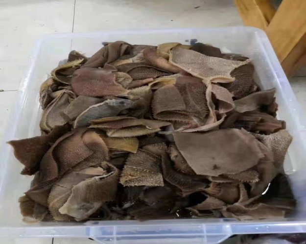 牛毛肚