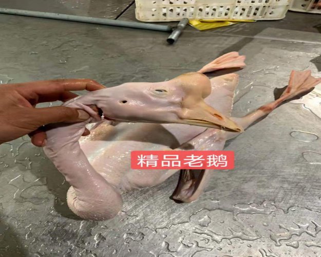 精品老鹅