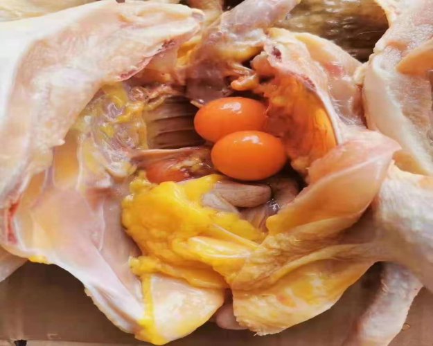 老母鸡