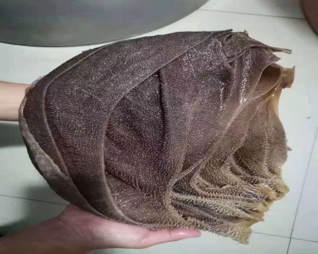 牛毛肚