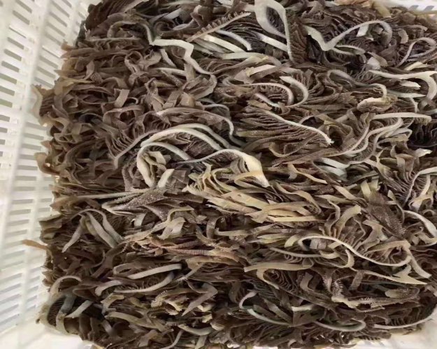 牛毛肚