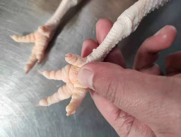 老母鸡